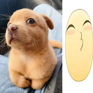 Video sticker 😚 флорида животные