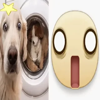 Telegram sticker 😳 флорида животные