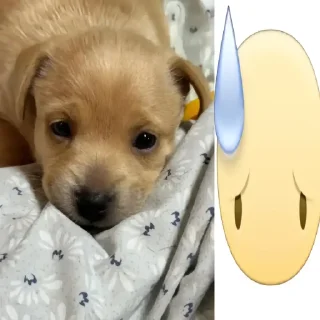 Video sticker 😓 флорида животные