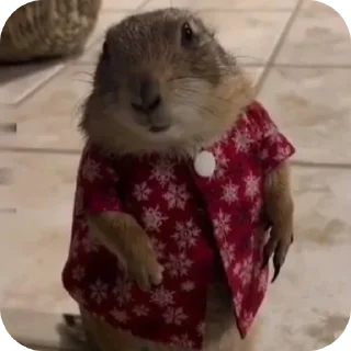 Telegram sticker 🐱 عادو