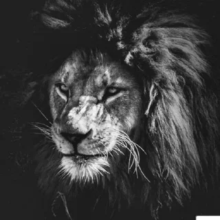 Sticker 😑 عادو