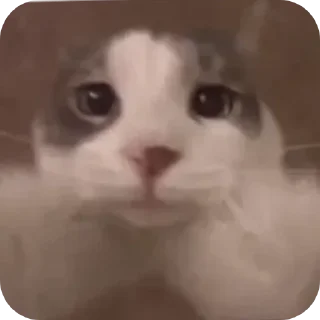 Telegram sticker 🤗 عادو