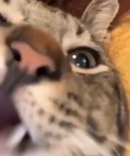 Video sticker 🍴 Нарезка Егорьевская Колбаса Се :: @fStikBot