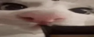 Video sticker 😋 Нарезка Егорьевская Колбаса Се :: @fStikBot