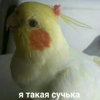 Video sticker 😎 тупые мемы @victimofanxiety
