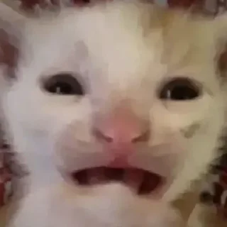 Telegram sticker 😧 Рандом стикеры