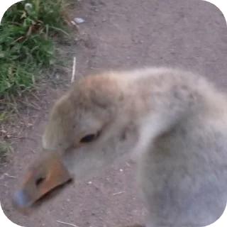 Telegram stiker 🐶 134 статья УК РФ