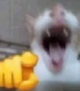 Video sticker 🤣 Literally @kami_arjun ~ @nishantp07