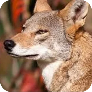 Video sticker 🐶 Kota