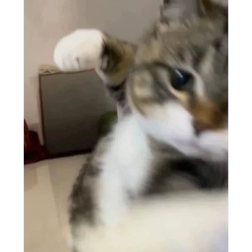 Sticker 🌸 @chatino_1bot اینجا عضو نشو