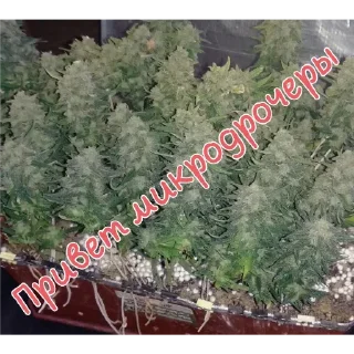 Telegram sticker 👋 ПЕРВЫЙ ПАКЕТ