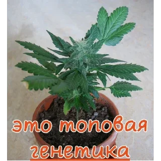 Telegram sticker 😎 ПЕРВЫЙ ПАКЕТ