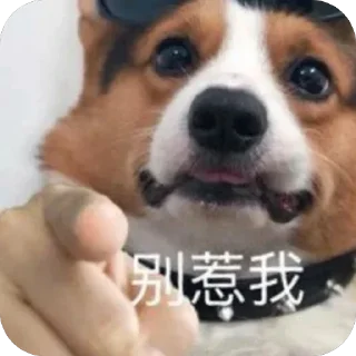 Telegram stiker 🫥 @xinx345 :: @fStikBot