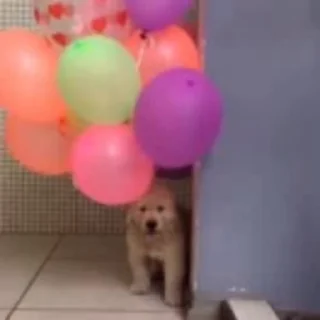 Telegram sticker 🎈 видеодоги :: @fStikBot