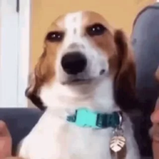 Telegram sticker 😏 видеодоги :: @fStikBot