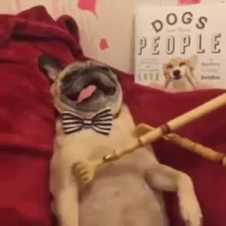 Telegram sticker 😌 видеодоги :: @fStikBot