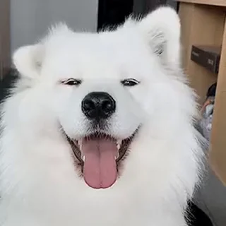 Telegram sticker 😀 видеодоги :: @fStikBot