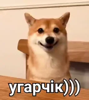 Sticker 😂 видеодоги :: @fStikBot