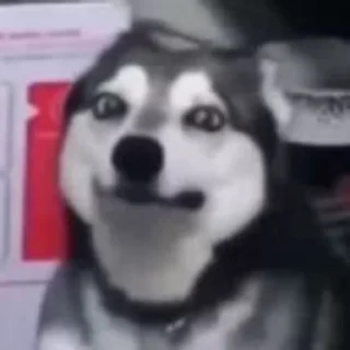 Telegram sticker 💀 видеодоги :: @fStikBot