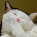 Video sticker 😄 HJ 🏴 pack №3