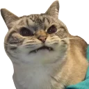 Telegram sticker 😳 HJ 🏴 pack №3