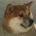 Video sticker 🐶 HJ 🏴 pack №3