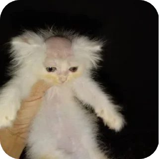 Телеграм стикер 🐱 Nice stickers