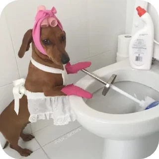 Video sticker 🐶 Nice stickers