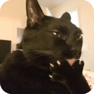 Телеграм стикер 👍 Pacote do Carlinhos @GigaPardos