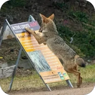 Telegram sticker 🤨 Taisa's Coyote Content