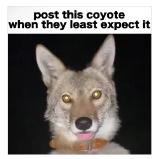 Video sticker 😛 Taisa's Coyote Content