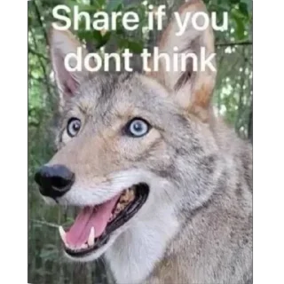 Telegram sticker 👁 Taisa's Coyote Content