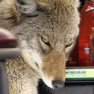 Telegram sticker 😑 Taisa's Coyote Content