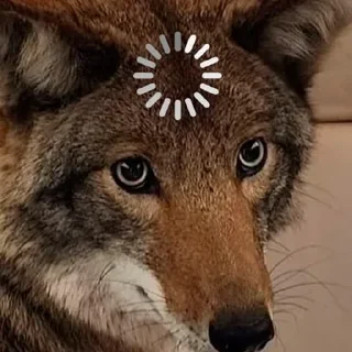 Telegram sticker ♻️ Taisa's Coyote Content