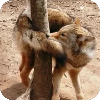 Video sticker 🙃 Taisa's Coyote Content