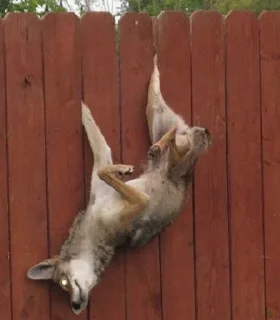 Video sticker 🤕 Taisa's Coyote Content