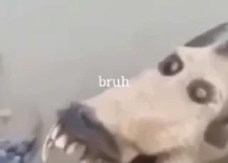 Video sticker 😍 Стикеры @stickrubot @textmeru_bot