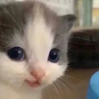 Telegram sticker 😊 उन्नीस शव निन्यानबे:: @fStikBot