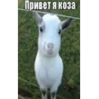 Telegram sticker 🫥 ариша самая крутая :: @arishhhhk