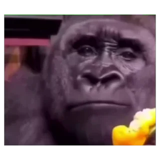 Video sticker 🤨 ариша самая крутая :: @arishhhhk