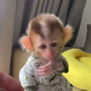 Video sticker 😡 @Im_itsy_bitsy °•°little monkey