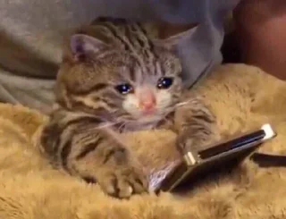 Video sticker 😢 Shitty Memes