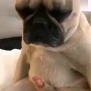 Video sticker 🐶 All In One Eric Pack