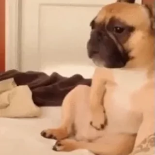 Video sticker 🐶 All In One Eric Pack