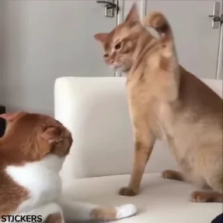 Video sticker 😾 @Adoxfly funny Emoji ( use for fun )