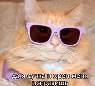 Telegram sticker 😎 suicidal kitty