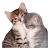 Video sticker 🐱 mamura @TgEmodziBot