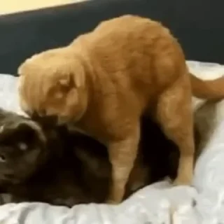 Video sticker 😈 𝔖𝔢𝔟𝔞𝔰's video pack (@AkamiXbot)