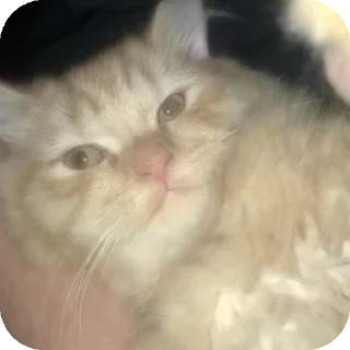 Telegram sticker 🐱 Mimmi :: @fStikBot