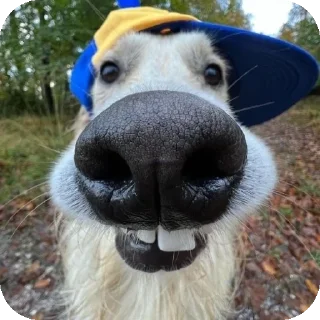Video sticker 🐶 Goofy ahh by Mentoftbl